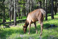 Wapiti